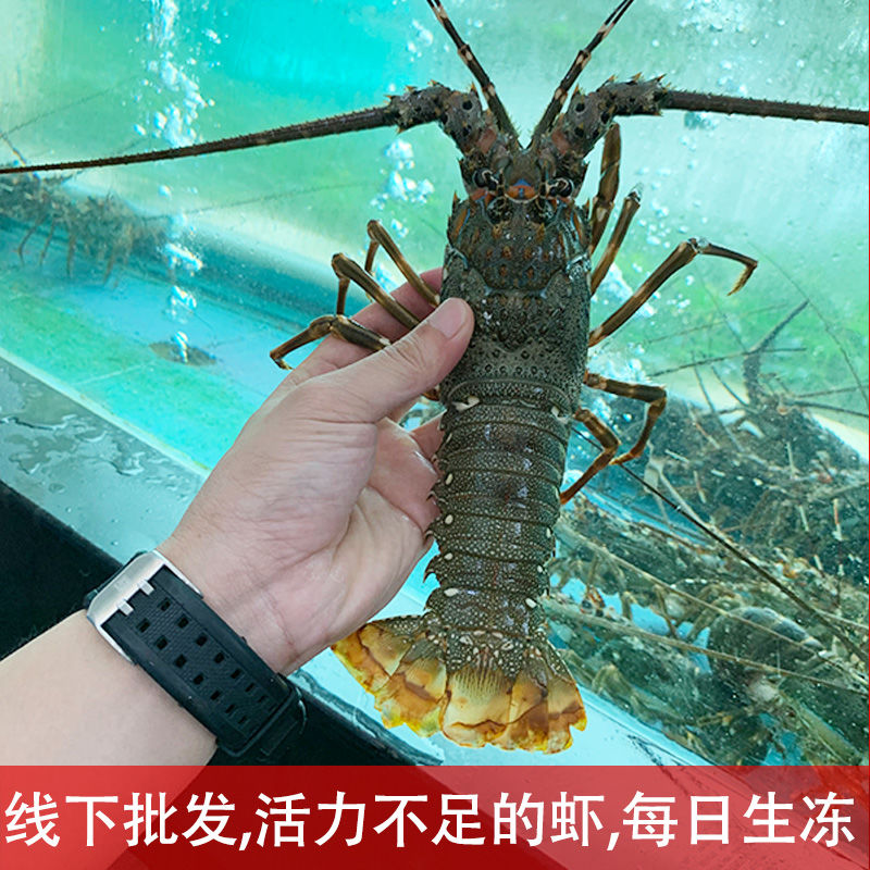 活冻小青龙龙虾鲜活大龙虾澳洲龙虾冰鲜冷冻大虾海鲜水产3只起拍 - 图1