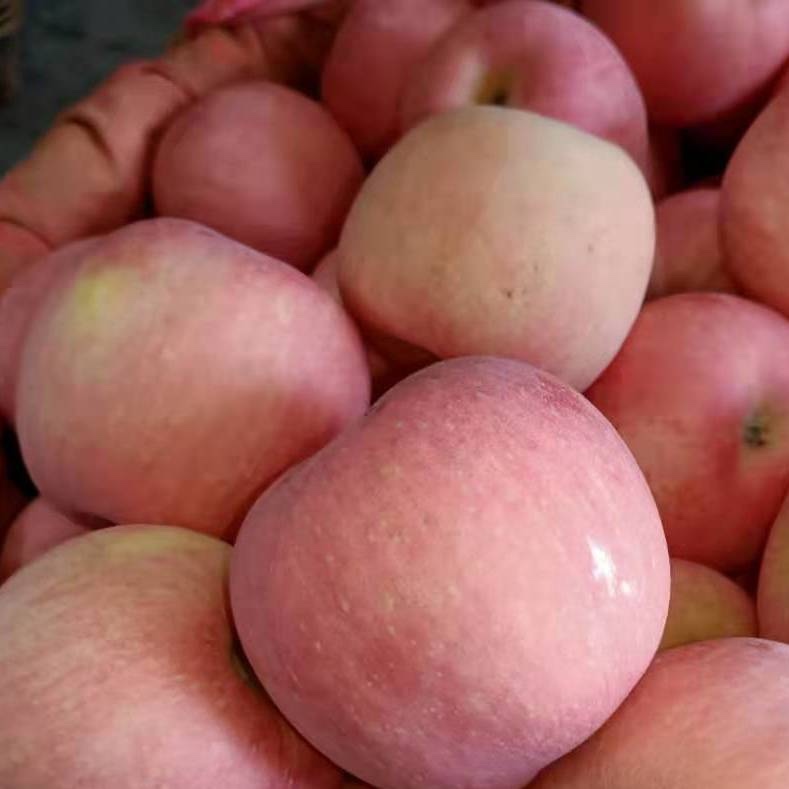 【芭芭农场】早熟红富士2.5斤80mm4-5个装 清脆可口 果香浓郁 - 图1