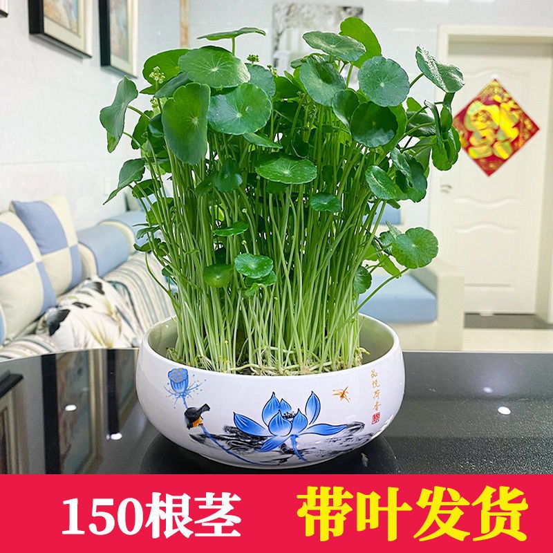 铜钱草招财办公室桌面盆栽金钱草花卉室内水培植物净化空气绿植 - 图3