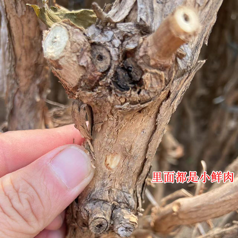 凌霄花树苗爬藤植物攀援大颗2厘米粗地栽盆栽阳台庭院耐寒好活 - 图0