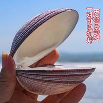 Natural Sea Snail Shells Double Shell Giant Bird Clams Pearl Bay Home Collection Hem Shop Window Design Decoration