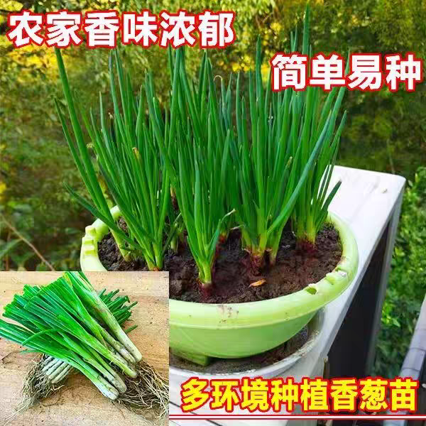 正宗【广西】四季小香葱苗分葱苗带根苗盆栽农田蔬菜种植现拔现发,淘宝优惠券,粉丝福利购,淘宝优惠卷