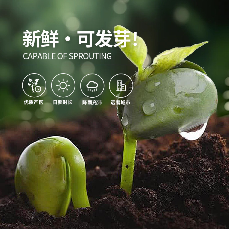 新货黑豆打豆浆专用芯绿心黑小豆生醋泡农家自产大豆东北黑河豆子