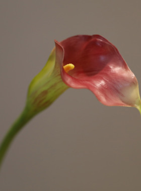 仿真PU小海芋手感马蹄莲假花