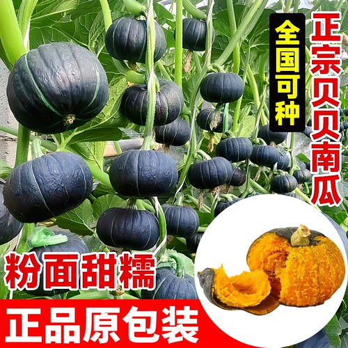 绿贝贝南瓜种子大全四季高产正宗板栗味迷你小南瓜种籽苗蔬菜种孑 - 图2