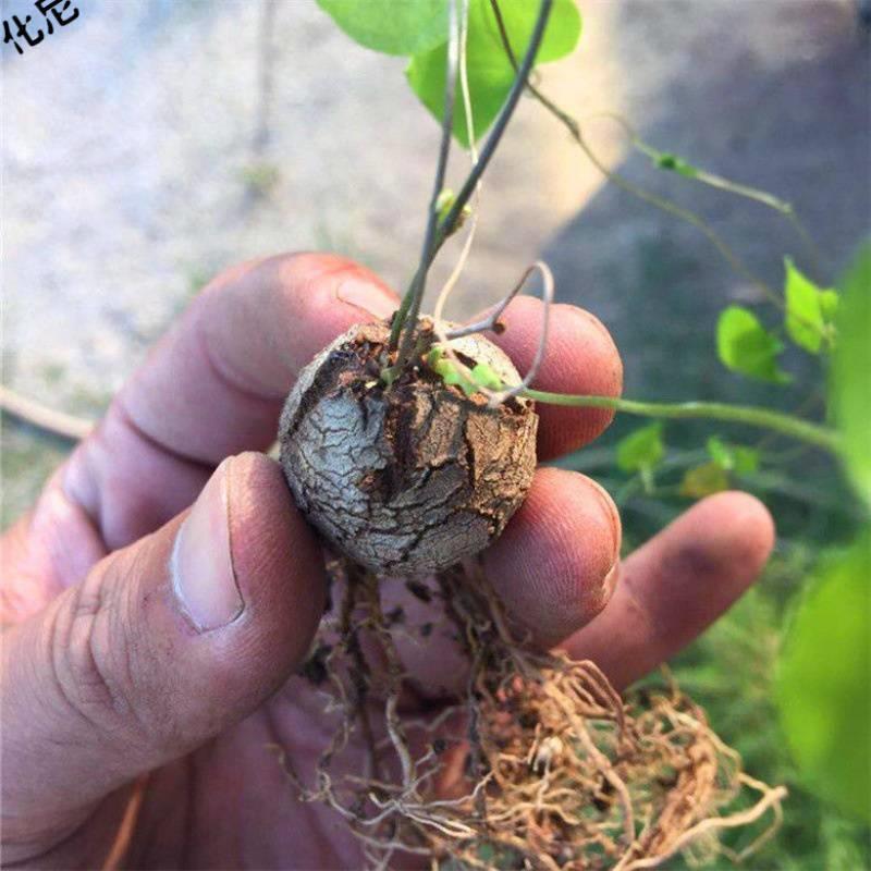 化尼南非龟甲龙 块根多肉植物爬藤绿植室内净化空气盆栽 修叶发 - 图1