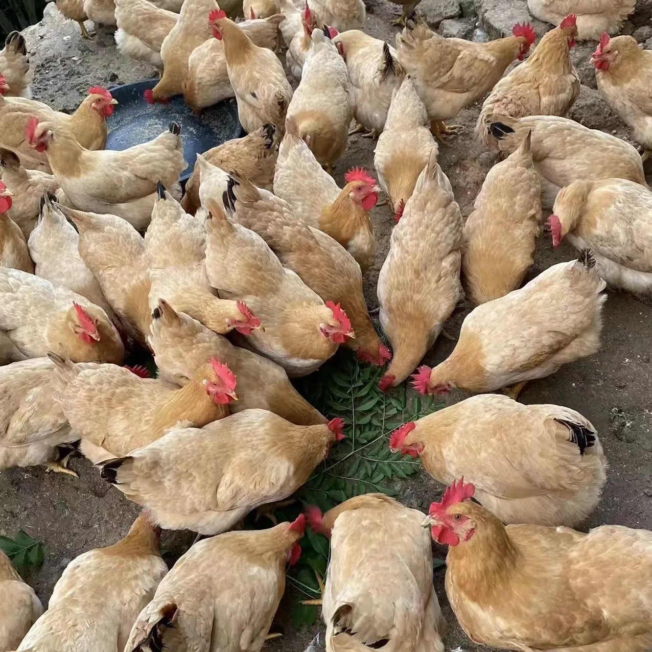 一斤三黄鸡幼苗土鸡活苗柴鸡笨鸡草鸡脱温苗半大鸡青年下蛋鸡活鸡 - 图2