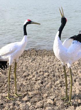 采购产品模拟丹顶鹤饰品，真羽毛，黑颈鹤，园林景观，园林装饰鹤