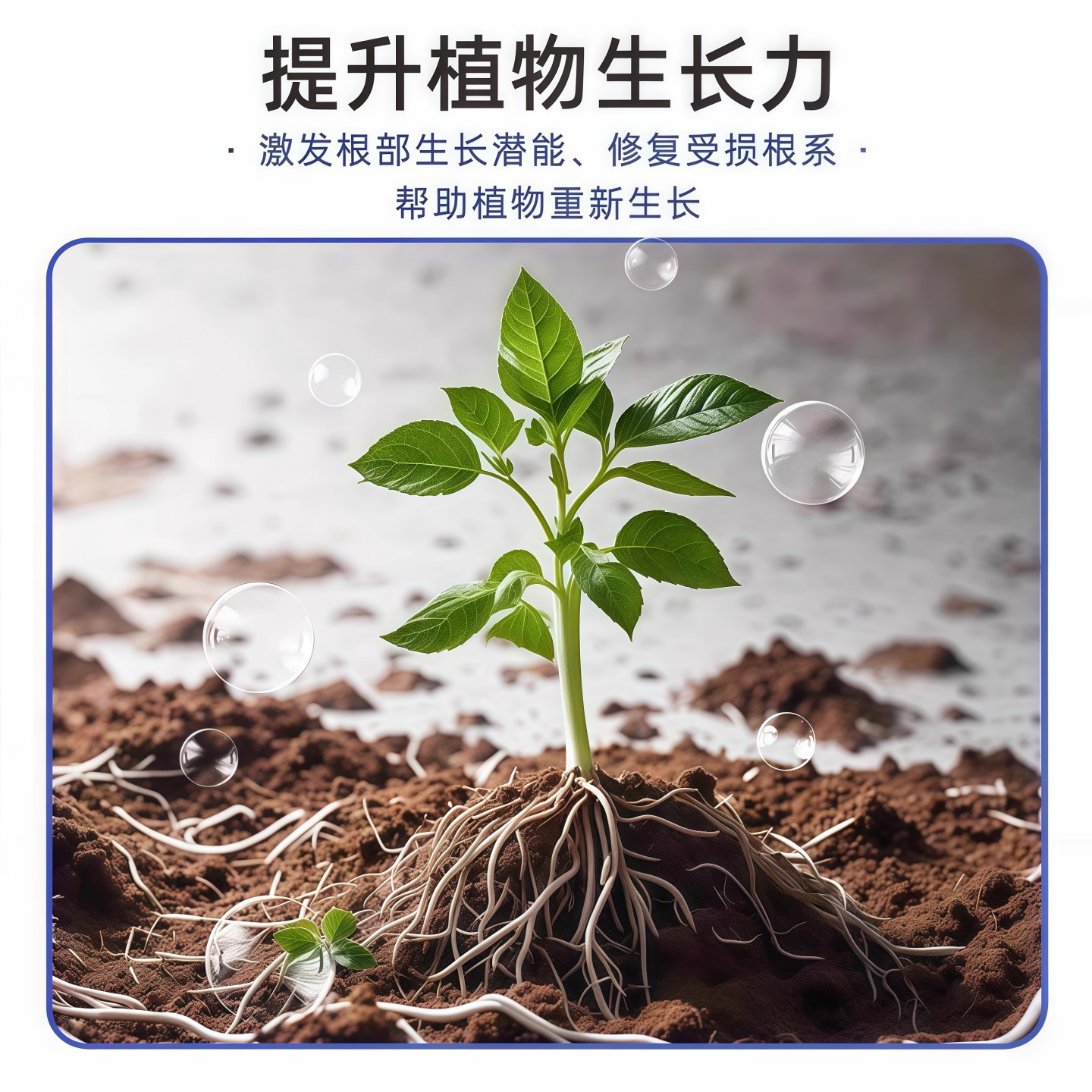 植物再生剂发财树花卉绿植盆栽通用光杆发黄发财树多肉生长营养液,淘宝优惠券,粉丝福利购,淘宝优惠卷