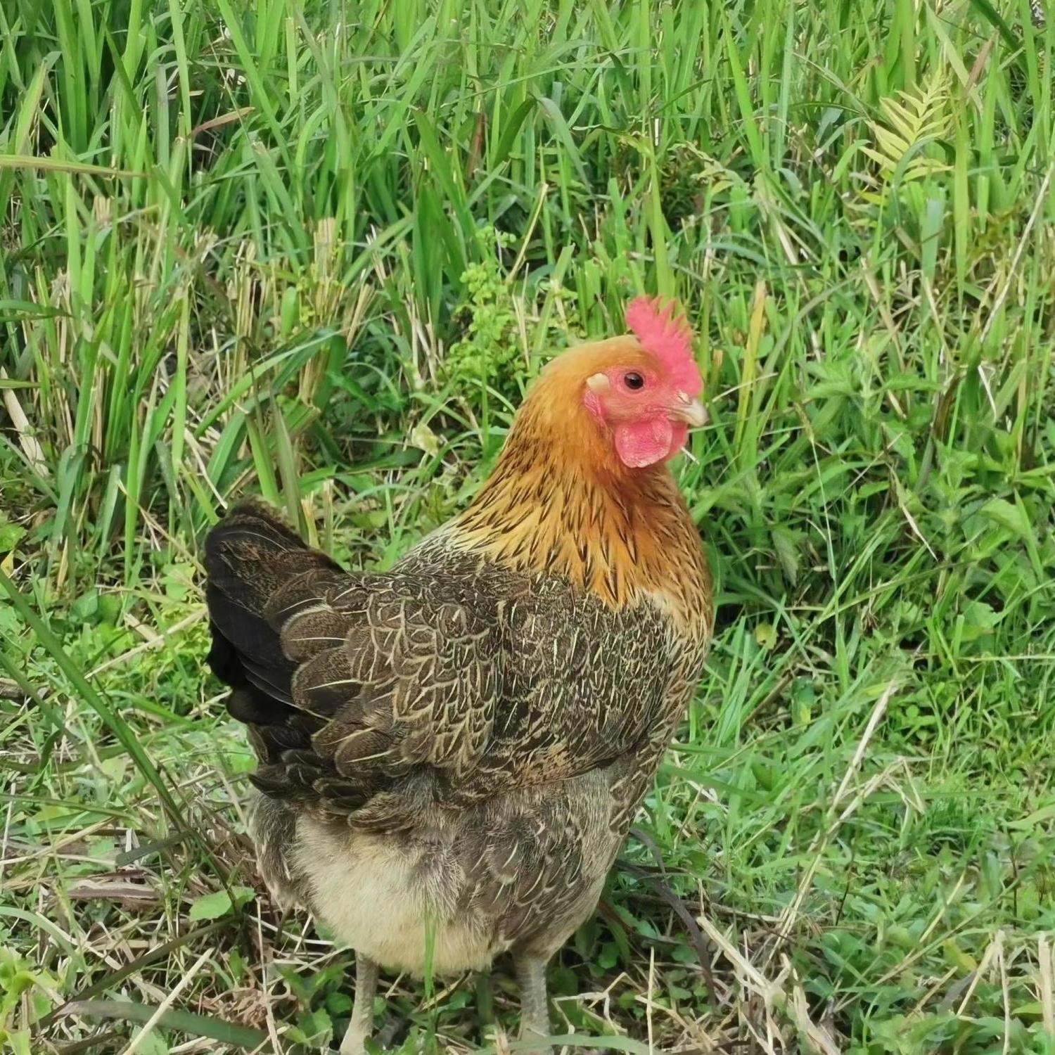 2斤麻羽鸡高产蛋鸡苗散养土鸡苗青脚麻羽鸡青年鸡苗绿壳蛋鸡苗,淘宝优惠券,粉丝福利购,淘宝优惠卷