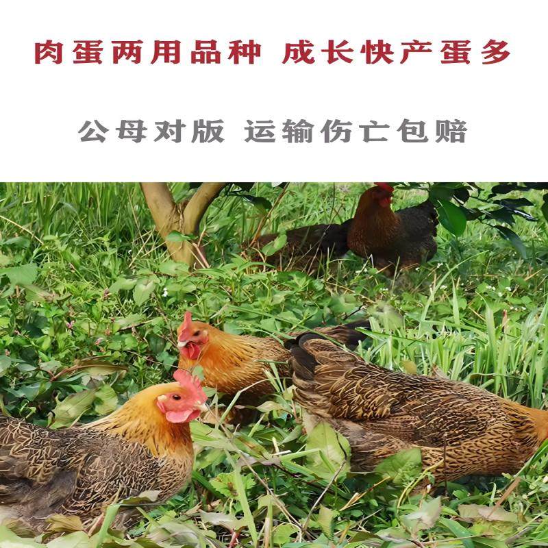 2斤麻羽鸡高产蛋鸡苗散养土鸡苗青脚麻羽鸡青年鸡苗绿壳蛋鸡苗,淘宝优惠券,粉丝福利购,淘宝优惠卷