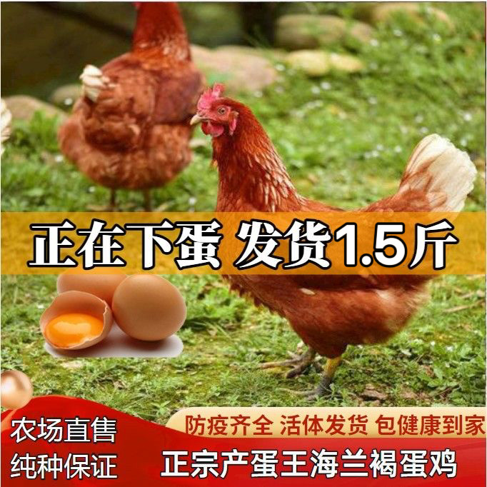 1.5斤正宗海兰褐高产蛋小鸡活苗半大青年鸡鸡苗农家散养土鸡活苗,淘宝优惠券,粉丝福利购,淘宝优惠卷