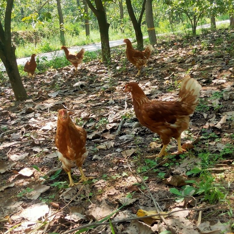 高产1.5斤海兰褐小鸡活苗脱温蛋鸡苗农家散养母鸡产蛋王土鸡苗,淘宝优惠券,粉丝福利购,淘宝优惠卷