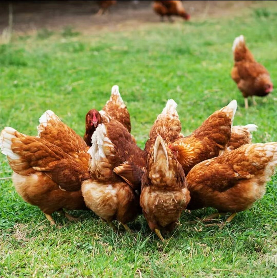 1.5斤正宗海兰褐高产蛋小鸡活苗半大青年鸡鸡苗农家散养土鸡活苗,淘宝优惠券,粉丝福利购,淘宝优惠卷
