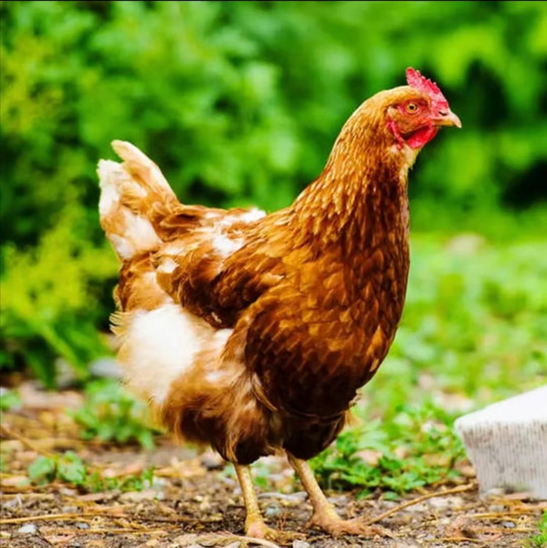 1.5斤正宗海兰褐高产蛋小鸡活苗半大青年鸡鸡苗农家散养土鸡活苗,淘宝优惠券,粉丝福利购,淘宝优惠卷