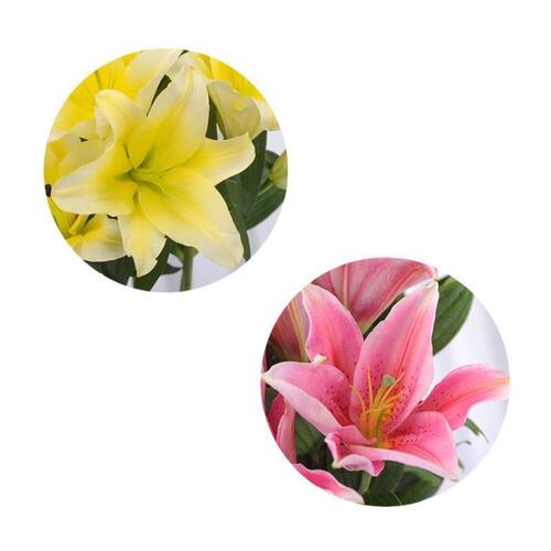 香水百合花鲜花大花苞粉色客厅四季插花水养摆件玫瑰云南基地直发 - 图3