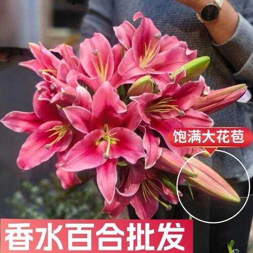 香水百合花鲜花卉云南昆明基地直发新鲜切花家用插花束送礼物教师 - 图0