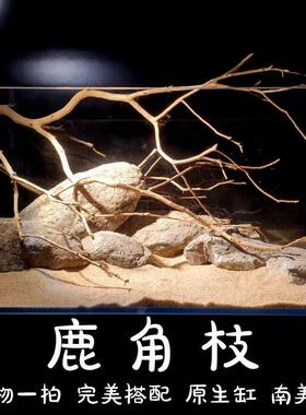 。鹿角枝杜鹃枝沉木原生南美鱼缸造景枯木软装天然树枝插花壁挂摆
