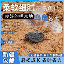 Xinjiang Turtle Special Sand Raising Turtle Winter Sleeping Sand Tumulus Turtle Laying Eggs Sand Down Egg Sand Hatching Natural River