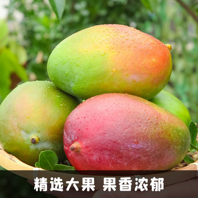 精品凯特芒果四川攀枝花新鲜现摘大水果香甜多汁包邮