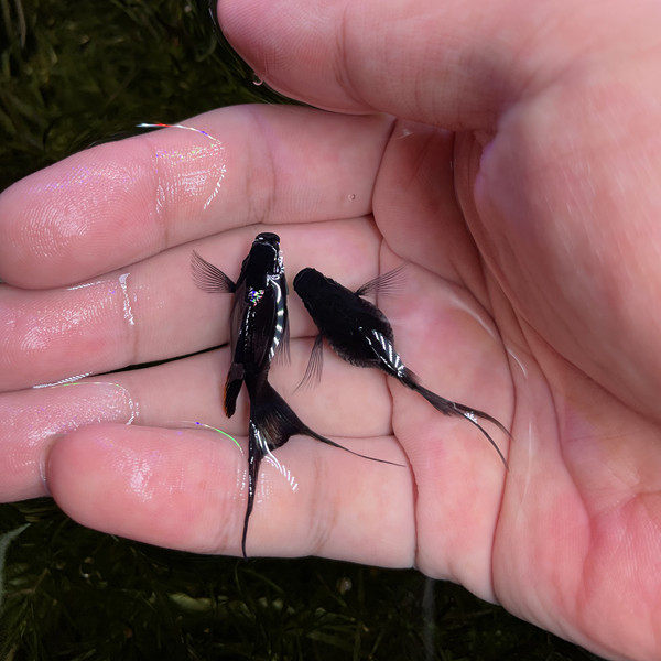 黑玛丽 燕尾黑玛丽鱼 胎生鱼 除油膜除藻 清洁鱼 风水鱼包邮包损,淘宝优惠券,粉丝福利购,淘宝优惠卷