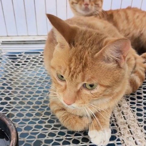 中华田园猫幼崽胖猫猫猫小猫家粘人小土猫2到3月梨花狸养网红猫咪 - 图0