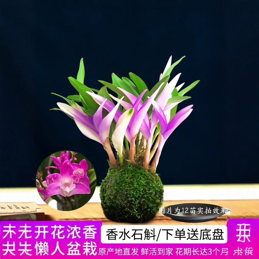 七彩香水石斛兰花冬季好养绿植浓香型石斛改善睡眠净化空气绿植,淘宝优惠券,粉丝福利购,淘宝优惠卷