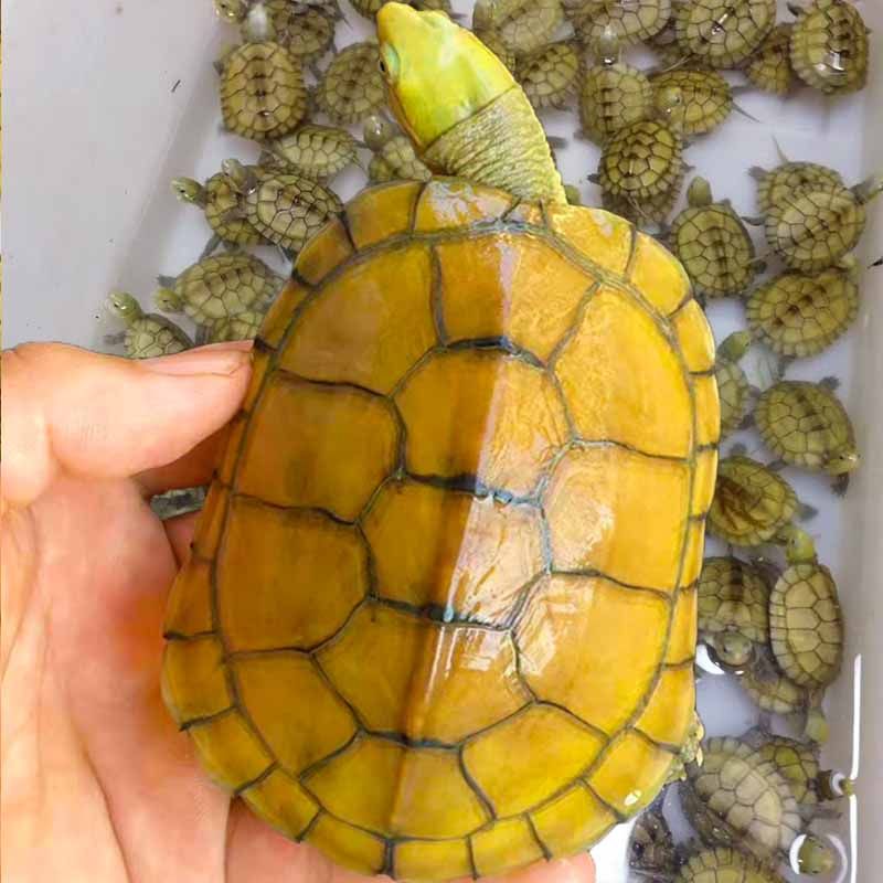 纯种金钱龟皖南三黄小青龟北石金钱龟苗陆养活体小宠物小乌龟活物,淘宝优惠券,粉丝福利购,淘宝优惠卷