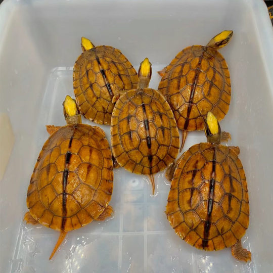 正宗纯种金钱龟招财吃菜石金钱龟长寿情侣观赏深水小宠物乌龟活物