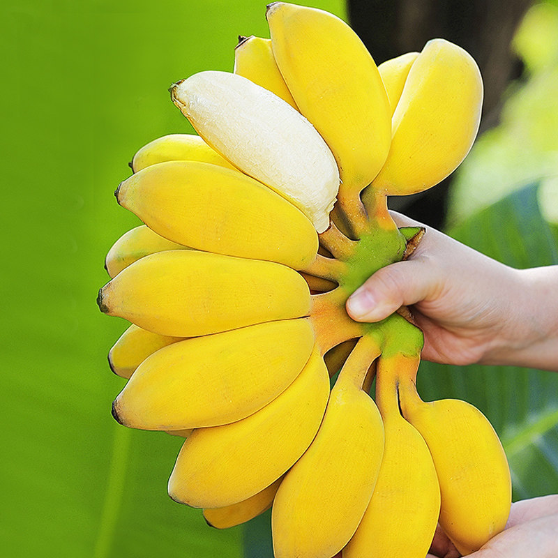 小米蕉香蕉新鲜广西水果9斤小香芭蕉当季苹果蕉整箱自然熟包邮5,淘宝优惠券,粉丝福利购,淘宝优惠卷