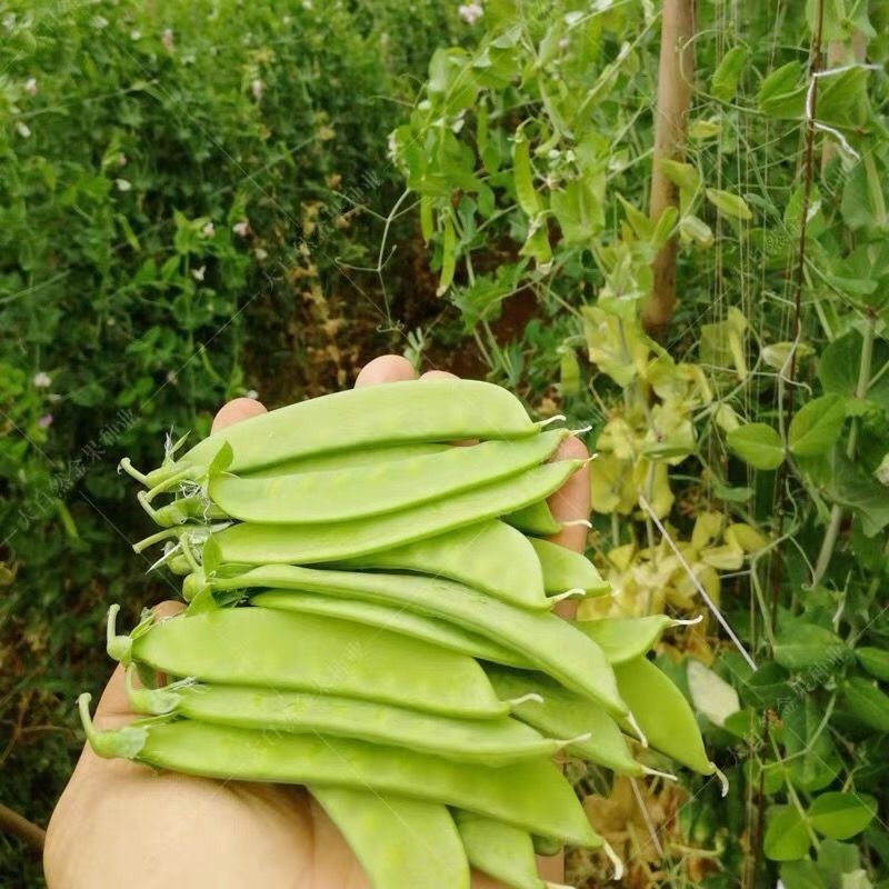 荷兰豆种子豌豆菜甜脆双花双夹高产耐寒农家自种秋冬季豆角菜种子 - 图2