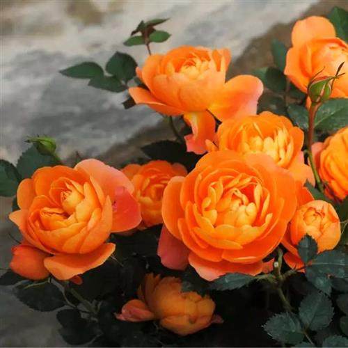 果汁阳台大花微月季花苗四季开浓香大花庭院花卉植物网红玫瑰盆栽,淘宝优惠券,粉丝福利购,淘宝优惠卷