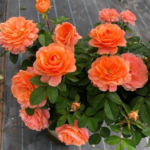 果汁阳台大花微月季花苗四季开浓香大花庭院花卉植物网红玫瑰盆栽,淘宝优惠券,粉丝福利购,淘宝优惠卷