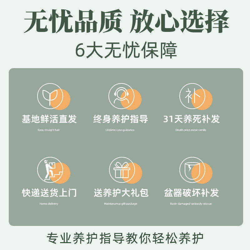 禅意造型蓝花楹盆栽大型绿植室内客厅电视柜落地造型真花植物盆景,淘宝优惠券,粉丝福利购,淘宝优惠卷