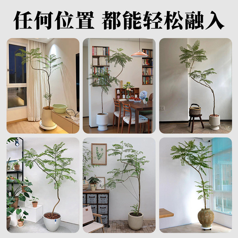 禅意造型蓝花楹盆栽大型绿植室内客厅电视柜落地造型真花植物盆景,淘宝优惠券,粉丝福利购,淘宝优惠卷