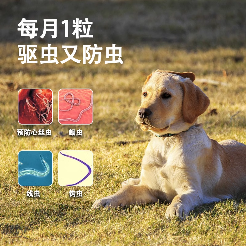 【天猫U先】犬心保狗狗驱虫药体内专用驱虫小中型犬宠物打虫药 - 图1