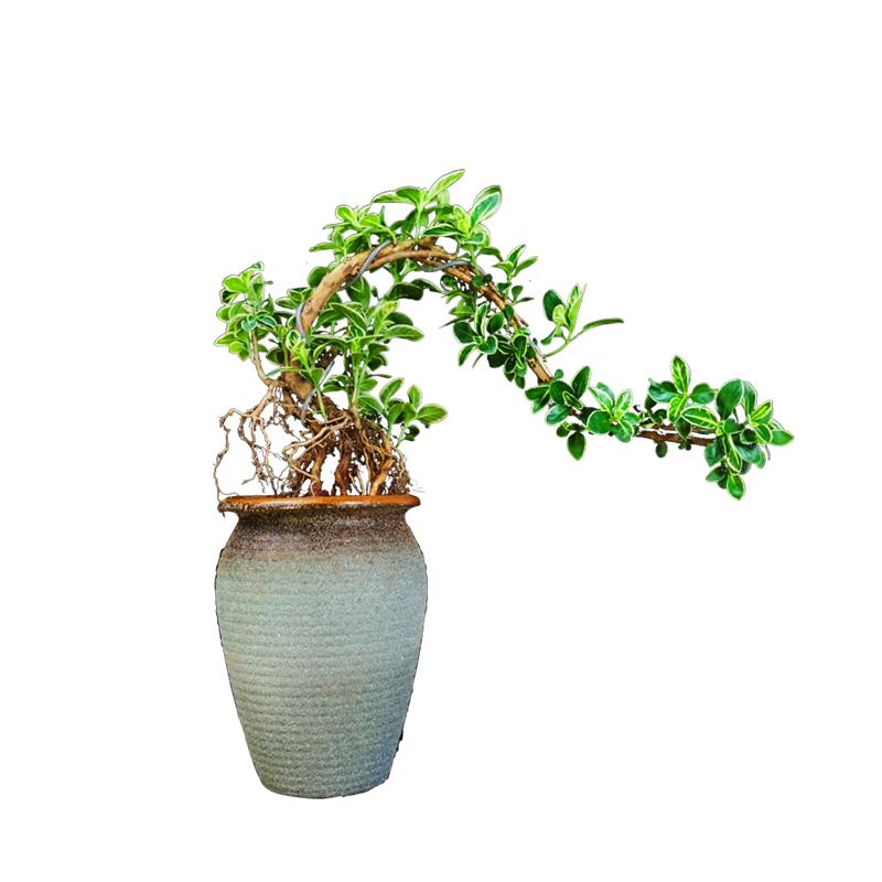 六月雪盆景植物提根老桩稀有造型室内桌面微观绿植小盆栽真花摆件 - 图3