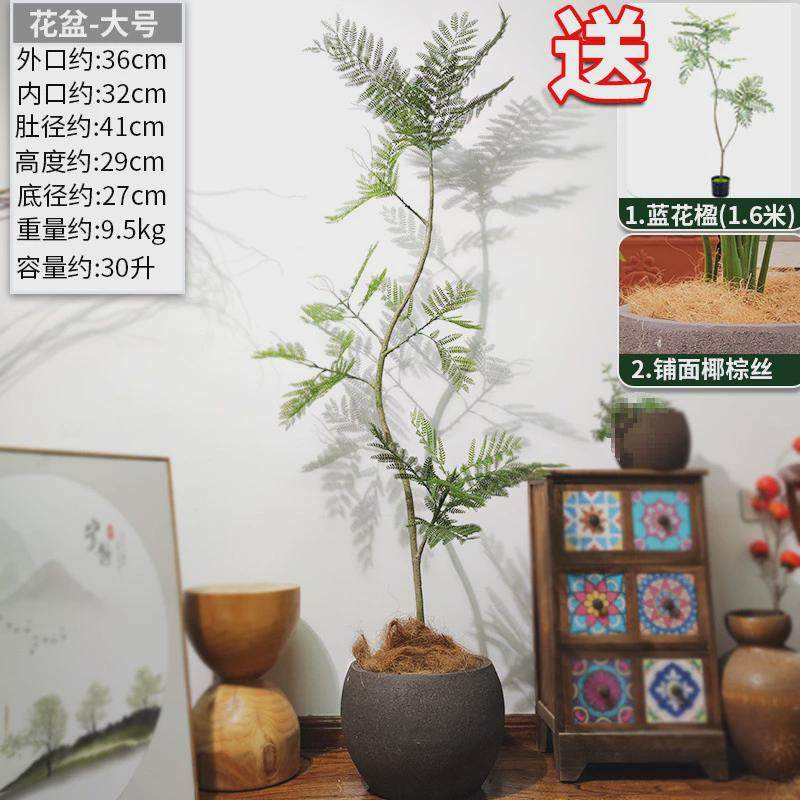 特大口径黑陶紫砂粗陶花盆户外庭院素烧陶瓷陶罐阳台鱼缸养鱼摆件 - 图1