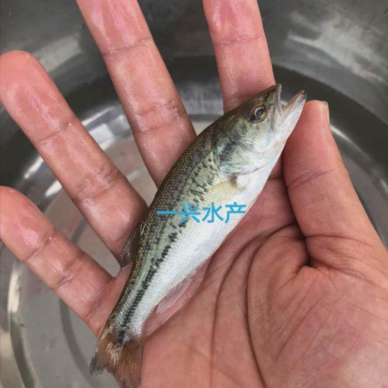 优质鲈鱼苗加州鲈鱼大规格大口苗路亚黑鲈冷水包活包邮淡水,淘宝优惠券,粉丝福利购,淘宝优惠卷