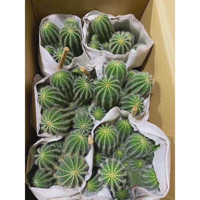 【基地直供花卉盆栽仙人球多肉植物盆栽家居植物】多头银光,淘宝优惠券,粉丝福利购,淘宝优惠卷