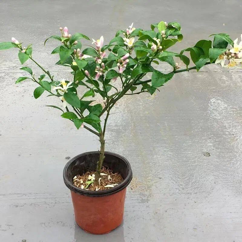 柠檬树盆栽四季柠檬苗树阳台室内植物开花卉种植结果北方果树