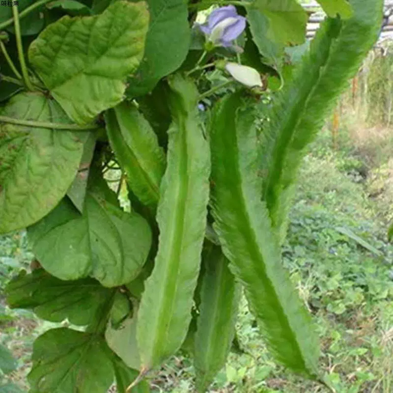 海南豆角四棱豆四角豆龙角豆皇帝豆鲜嫩应季新鲜蔬菜现摘整箱包邮 - 图2