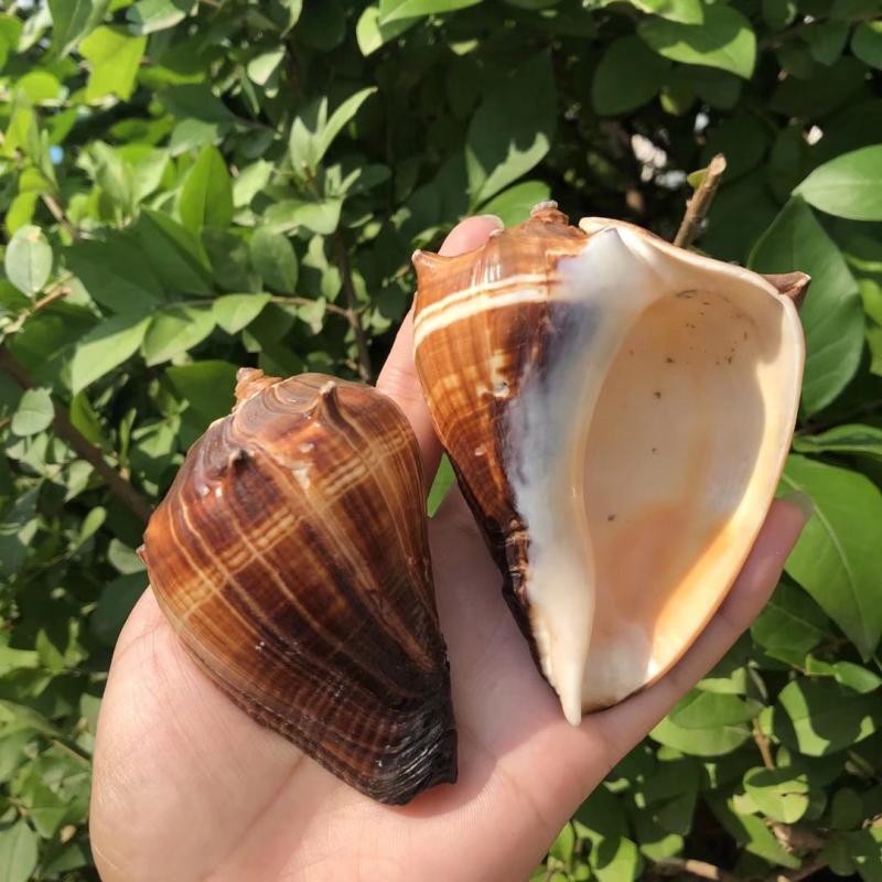 现货速发贝壳海螺标本螺卷鱼贝螺寄居蟹替换壳黑香螺水族鱼缸装饰 - 图0