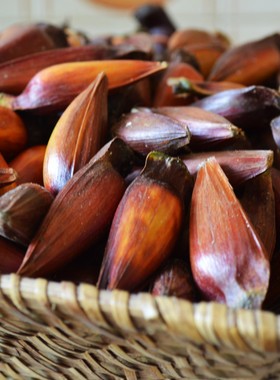 拇指大松子巴拉那松松子有拇指大巴拉那松松果完整巴拉那松球发货