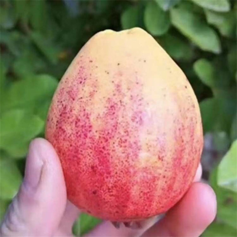 胭脂红番石榴树苗四季结果嫁接苗红心芭乐番石榴果树盆栽庭院种植