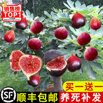 Fig tree sapling potted fruit seedlings Four seasons Extra Large Pokki Red South Northern Balcony Planting Ground Planting Year Results