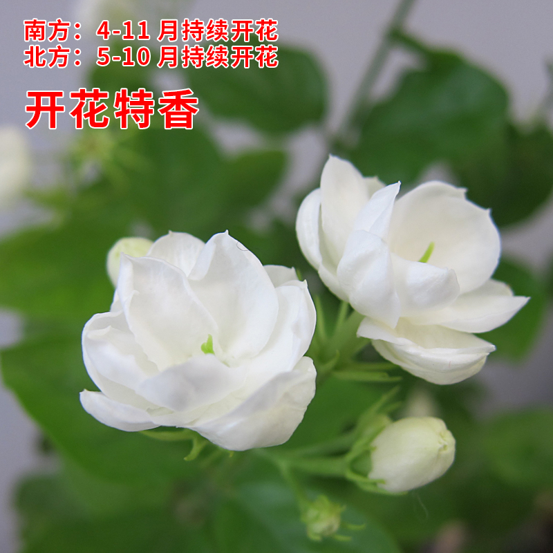 横县茉莉花盆栽苗老桩浓香花卉绿植室内阳台庭院四季开花驱蚊植物-图1