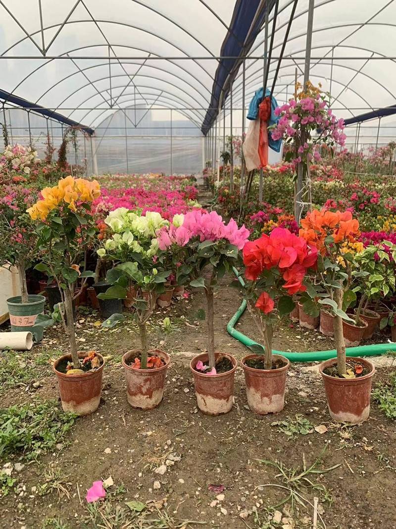 三角梅盆栽带花四季开花爬藤植物阳台小花卉庭院勤花好养大苗绿樱 - 图2