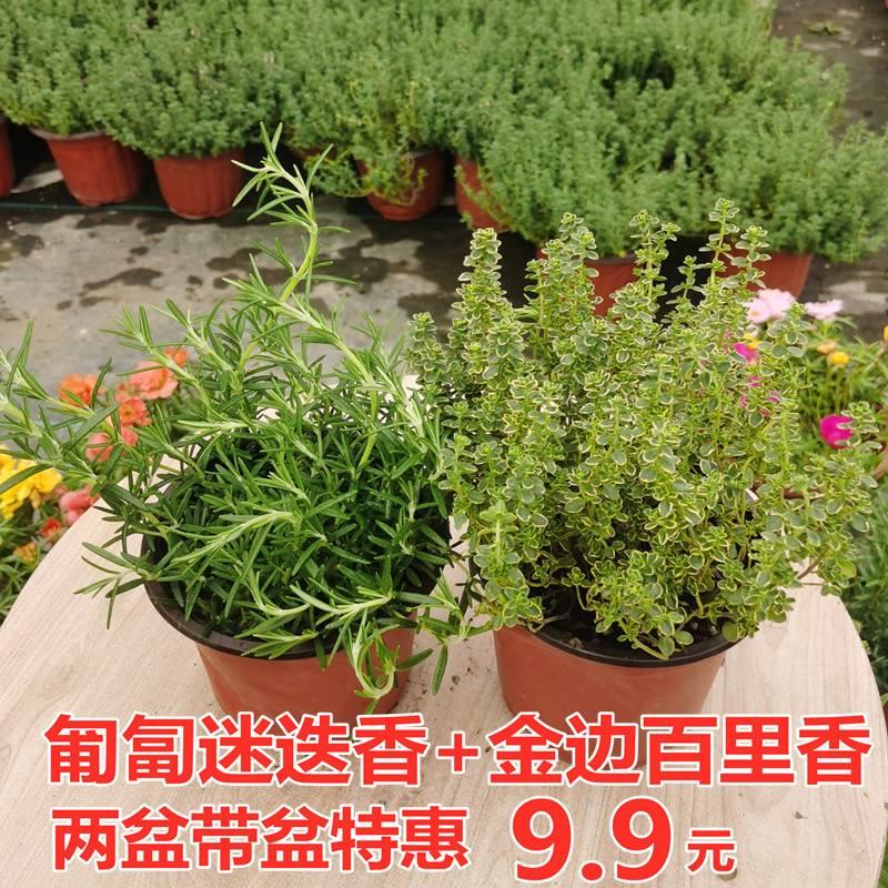 迷迭香植物盆栽绿植可食用香草盆栽西餐紫苏牛至罗勒香薄荷百里香 - 图2