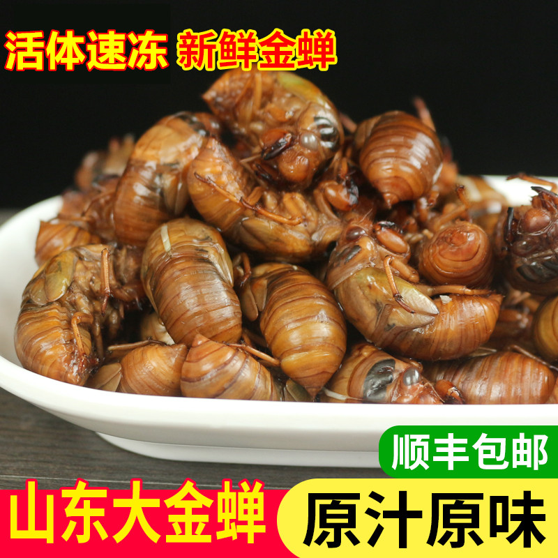 新鲜金蝉活体知了猴清洗速冻爬叉结了龟蝉蛹非即食送料顺丰包邮 - 图1